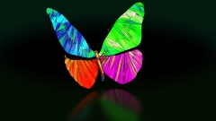 Butterfly2